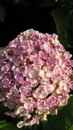 Seringhortensia (Hydrangea Macrophylla 'Ayesha') -Tuinplantenwinkel 20120202134624 2