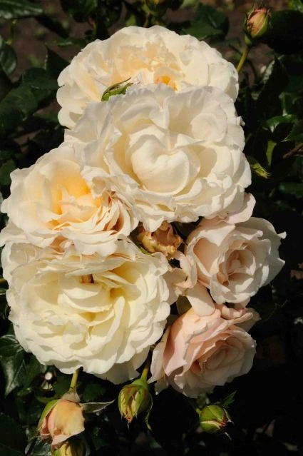 Klimroos (Rosa 'Eloise') 1 Klimroos (Rosa 'Eloise')