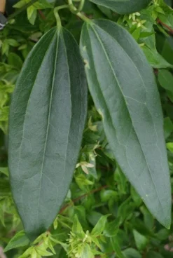 Bosrank, Groenblijvend (Clematis Armandii) -Tuinplantenwinkel 20120211132337 5 1