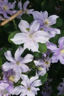 Bosrank (Clematis 'Justa') -Tuinplantenwinkel 20120211142234 1 2