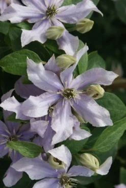 Bosrank (Clematis 'Justa') -Tuinplantenwinkel 20120211142323 1 2