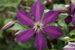 Bosrank (Clematis 'Mikelite') 5 Bosrank (Clematis 'Mikelite') -Tuinplantenwinkel 20120211142737 1