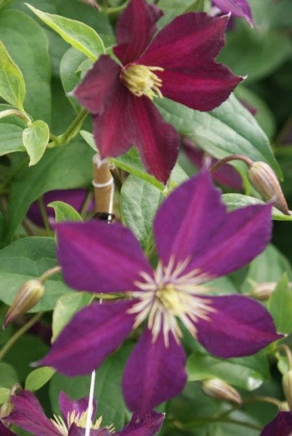 Bosrank (Clematis 'Mikelite') 1 Bosrank (Clematis 'Mikelite')