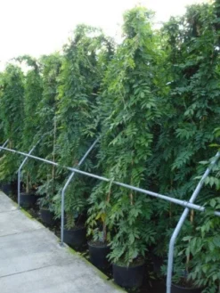 Blauwe Regen (Wisteria Sinensis) -Tuinplantenwinkel 20120213094040 13 1