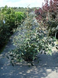 Sneeuwbal (Viburnum Bodnantense 'Dawn') -Tuinplantenwinkel 20120213095450 1 2