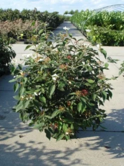 Sneeuwbal (Viburnum Plicatum 'Watanabe') -Tuinplantenwinkel 20120213095627 8