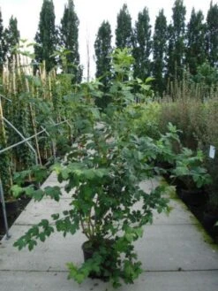 Sneeuwbal (Viburnum Opulus 'Roseum') -Tuinplantenwinkel 20120213095949 9 1