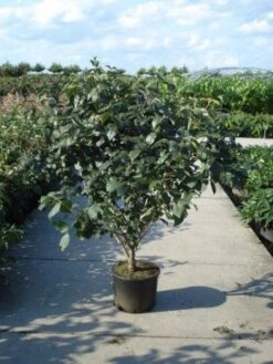 Sneeuwbal (Viburnum Carlcephalum) -Tuinplantenwinkel 20120213100404 11