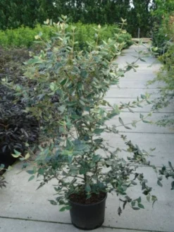 Sneeuwbal (Viburnum Burkwoodii) -Tuinplantenwinkel 20120213100608 14