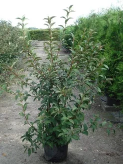 Sneeuwbal (Viburnum Bodnantense 'Charles Lamont') -Tuinplantenwinkel 20120213100726 4 1