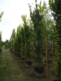 Goudiep (Ulmus Hollandica 'Wredei') -Tuinplantenwinkel 20120213100818 9