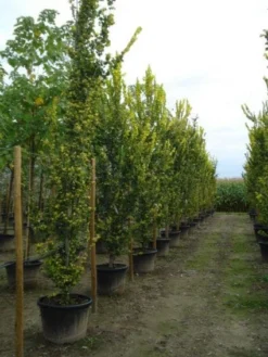 Goudiep (Ulmus Hollandica 'Wredei') -Tuinplantenwinkel 20120213100842 9