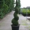 Conifeer Als Spiraal (Thuja Occidentalis 'Smaragd')