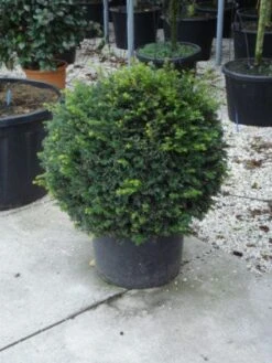 Taxusbol (Taxus Baccata) -Tuinplantenwinkel 20120213101948 16 1