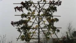 Amberboom Als Leiboom (Liquidambar Styraciflua) 16 Amberboom Als Leiboom (Liquidambar Styraciflua) -Tuinplantenwinkel 20120213103423 7