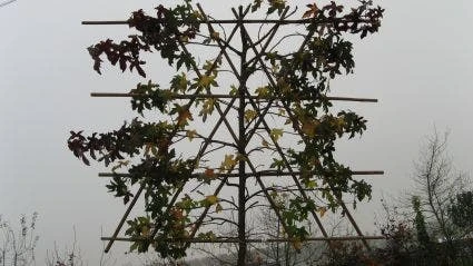 Amberboom Als Leiboom (Liquidambar Styraciflua) 4 Amberboom Als Leiboom (Liquidambar Styraciflua) - Afbeelding 4