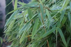 Niet Woekerende Bamboe (Fargesia Murieliae 'Bimbo') -Tuinplantenwinkel 20120213125441 4