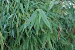 Niet Woekerende Bamboe (Fargesia Murieliae 'Simba') -Tuinplantenwinkel 20120213125522 6 1