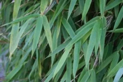 Niet Woekerende Bamboe (Fargesia 'Great Wall') 9 Niet Woekerende Bamboe (Fargesia 'Great Wall') -Tuinplantenwinkel 20120213125547 7 1