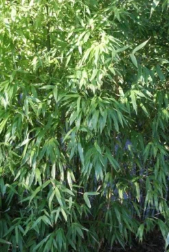 Niet Woekerende Bamboe (Fargesia 'Great Wall') -Tuinplantenwinkel 20120213125631 7