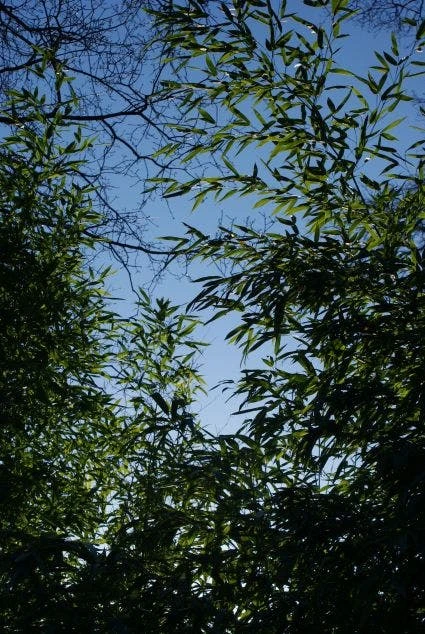 Bamboe (Phyllostachys Aurea) 4 Bamboe (Phyllostachys Aurea) - Afbeelding 4