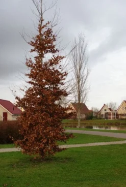 Beukenboom (Fagus Sylvatica) -Tuinplantenwinkel 20120213132201 16 1