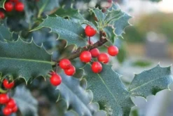 Gewone Hulst (Ilex Aquifolium) -Tuinplantenwinkel 20120213133607 12