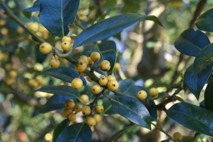 Hulst (Ilex Aquifolium 'Bacciflava') 2 Hulst (Ilex Aquifolium 'Bacciflava') - Afbeelding 2