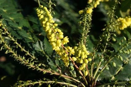 Mahoniestruik (Mahonia Media 'Winter Sun') 2 Mahoniestruik (Mahonia Media 'Winter Sun') - Afbeelding 2