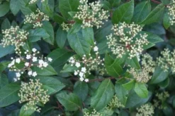 Groenblijvende Sneeuwbal (Viburnum Tinus 'Eve Price') 18 Groenblijvende Sneeuwbal (Viburnum Tinus 'Eve Price') -Tuinplantenwinkel 20120213144628 50 10 1
