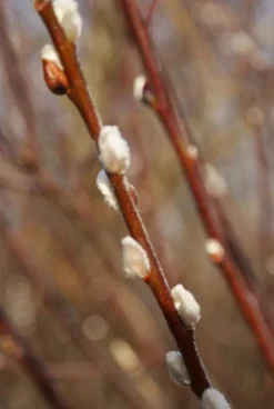 Treurwilg Op Stam (Salix Caprea 'Kilmarnock') -Tuinplantenwinkel 20120213144757 6