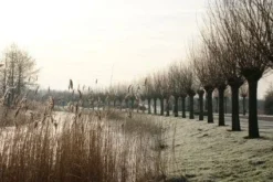 Knotwilg (Salix Alba) -Tuinplantenwinkel 20120213152215 13 3