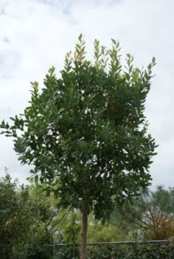 Aardbeiboom (Arbutus Unedo)
