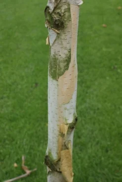 Witte Berk (Betula Utilis 'Doorenbos') -Tuinplantenwinkel 20120213154705 14