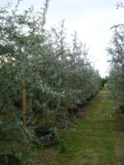 Sierpeer Als Struik (Pyrus Salicifolia 'Pendula') -Tuinplantenwinkel 20120213155559 6