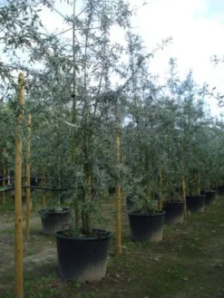 Sierpeer Als Struik (Pyrus Salicifolia 'Pendula') -Tuinplantenwinkel 20120213155637 6