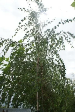 Treurberk (Betula Pendula 'Tristis')