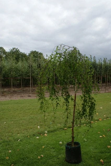 Prieelberk (Betula Pendula 'Youngii') 2 Prieelberk (Betula Pendula 'Youngii') - Afbeelding 2