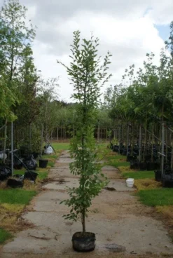 Haagbeuk Als Boom (Carpinus Betulus 'Fastigiata') -Tuinplantenwinkel 20120213162014 25 1