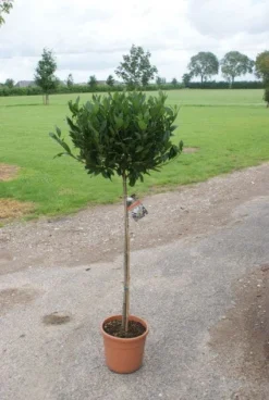 Echte Laurier Op Stam (Laurus Nobilis) -Tuinplantenwinkel 20120213163018 4