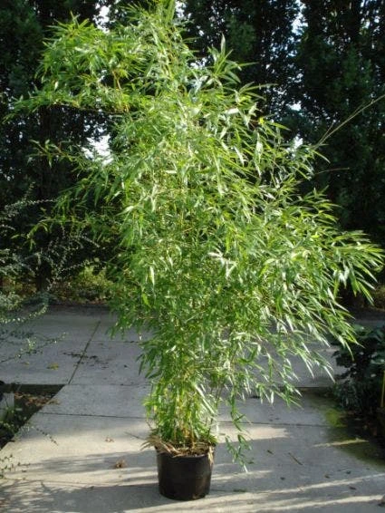 Bamboe (Phyllostachys Aureosulcata 'Spectabilis') 2 Bamboe (Phyllostachys Aureosulcata 'Spectabilis') - Afbeelding 2