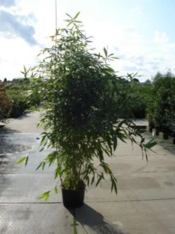 Bamboe (Phyllostachys Aurea) 24 Bamboe (Phyllostachys Aurea) -Tuinplantenwinkel 20120213164824 13