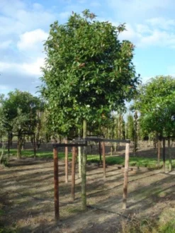 Glansmispel Als Boom (Photinia Fraseri 'Red Robin') 15 Glansmispel Als Boom (Photinia Fraseri 'Red Robin') -Tuinplantenwinkel 20120214125941 9 1