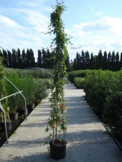 Passiebloem (Passiflora Caerulea) 13 Passiebloem (Passiflora Caerulea) -Tuinplantenwinkel 20120214131255 6