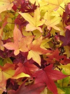 Amberboom Als Dakboom (Liquidambar Styraciflua) -Tuinplantenwinkel 20120214132704 4