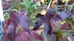 Amberboom Als Leiboom (Liquidambar Styraciflua 'Worplesdon') -Tuinplantenwinkel 20120214132842 6