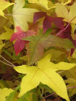 Amberboom Op Stam (Liquidambar 'Gum Ball') -Tuinplantenwinkel 20120214133125 2