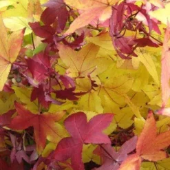 Amberboom (Liquidambar Styraciflua 'Worplesdon') -Tuinplantenwinkel 20120214133347 20 1