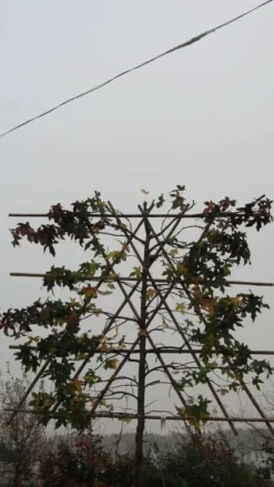 Amberboom Als Leiboom (Liquidambar Styraciflua) 17 Amberboom Als Leiboom (Liquidambar Styraciflua) -Tuinplantenwinkel 20120214133547 7