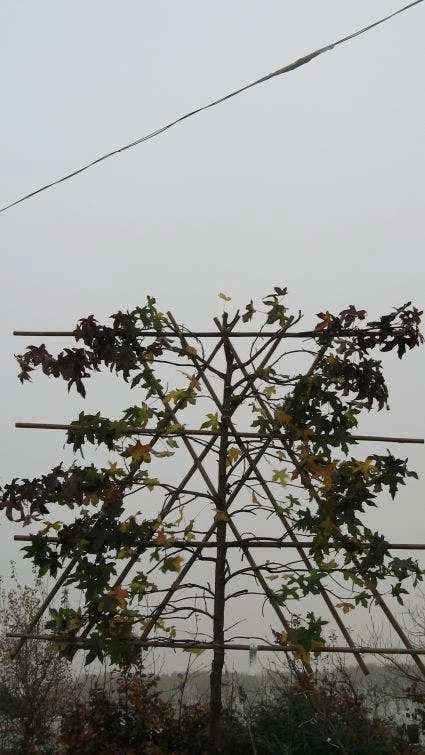 Amberboom Als Leiboom (Liquidambar Styraciflua) 5 Amberboom Als Leiboom (Liquidambar Styraciflua) - Afbeelding 5